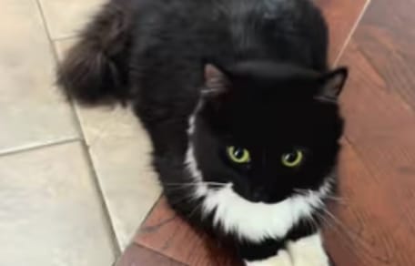 Winnie the cat