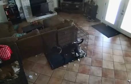 Woonkamer met twee honden in een bench