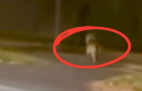 Wolf läuft durch Hannover