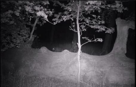 Wolf schleicht sich an