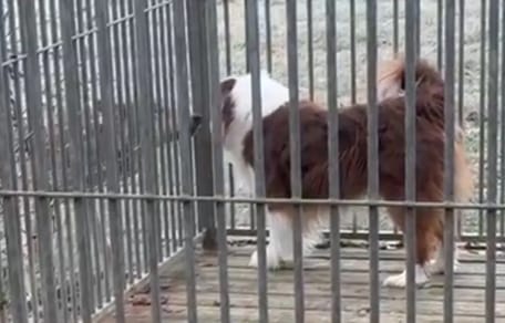 Wolf steht vor Hundezwinger