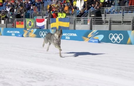 Wolfhond duikt plotseling op bij Olympisch langlaufen