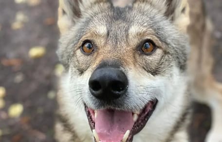 Wolfhund Nanouk