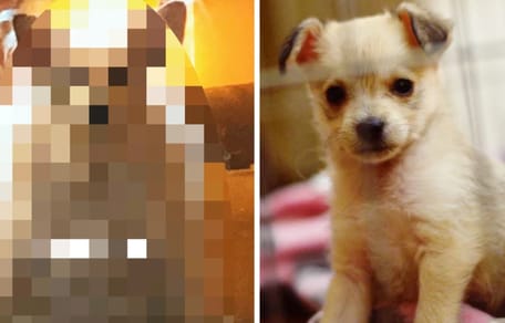 cane prima e dopo