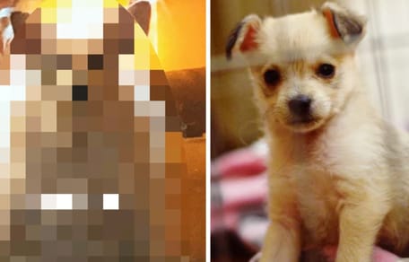 Une femme sauve un adorable chiot : 3 ans plus tard, l'apparence du toutou est un vrai choc (Vidéo)