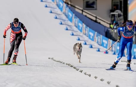 Wolfshund rennt hinter Langläuferinnen her