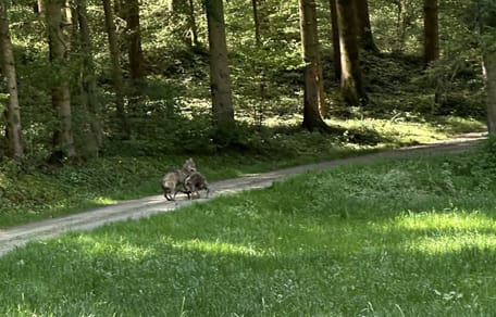 Observation d'un loup à Schopfloch
