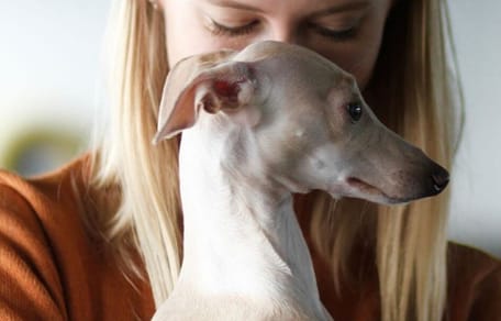 Woman holding Italian Greyhound dog