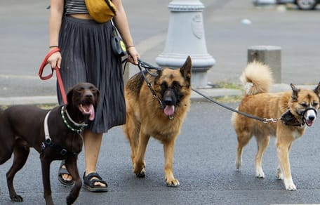 Woman walking 3 dogs