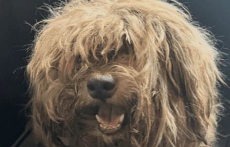 Woolly la chienne