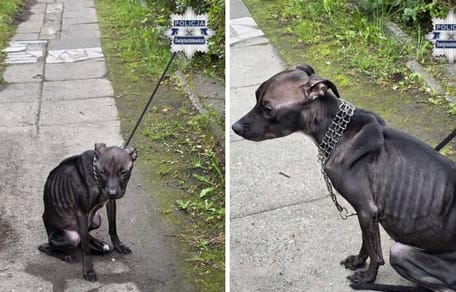 Wychudzony pies porzucony przez opiekunkę