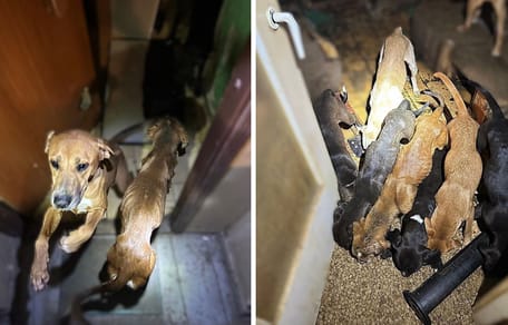 Wygłodzone psy z Wrocławia