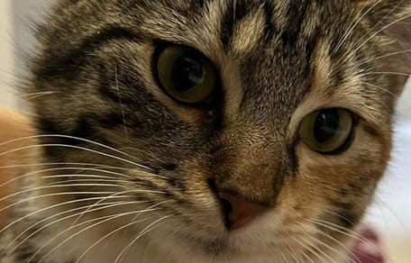 Wynter la chatte