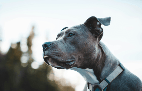 XL bully standing outside