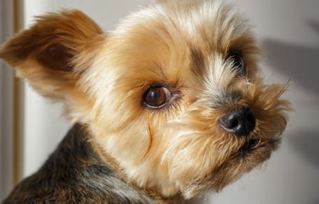 Yorkshire Terrier