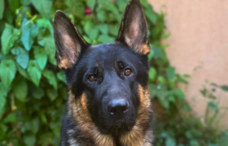 Yukee, un berger allemand à adopter
