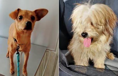 yvette-anselmo-perros-abandonados-perrera-granada