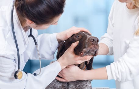 zacieki pod oczami u psa