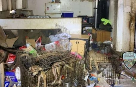 Vernachlässigte Hunde in Käfigen