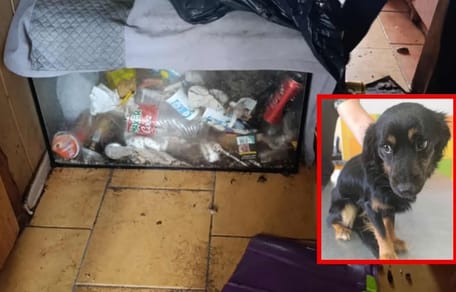 vernachlässigter Hund