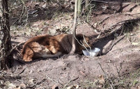 Zaplątany w łańcuch pies konał w lesie. Przeżył tylko dzięki czujności leśniczego