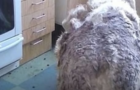 Bild von Coco, der in seinem eigenen Zuhause seinem Schicksal überlassen wurde