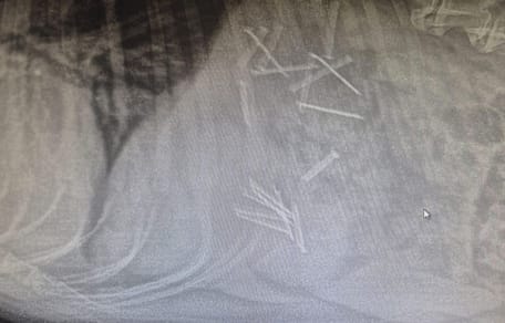 Zdjęcie RTG żołądka psa