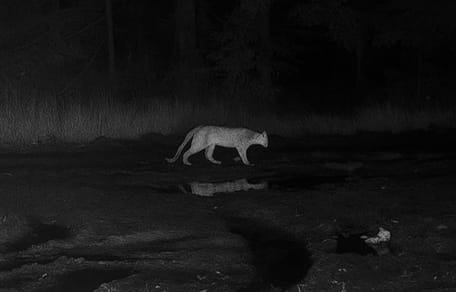 Plotki czy prawda? Dziki kot straszy mieszkańców Będzina