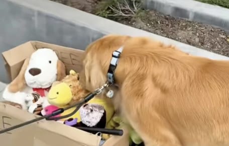 Zebby entdeckt einen Karton