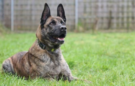 Zec zoekt een nieuwe baasje. Adopteer jij hem?