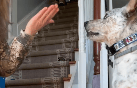 Zephyr il cane