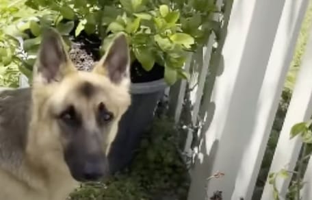 Zeus le chien