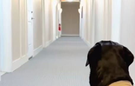 Zeus the dog