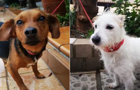 zoe-campanilla-perras-maltratadas