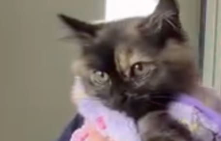 Zoe le chaton