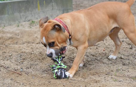 Zoey is op zoek naar een nieuw baasje. Adopteer jij haar?