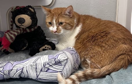 Zoey le chat et son ours