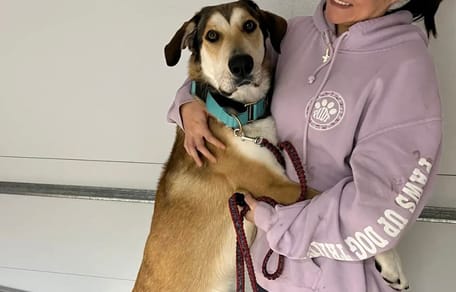 Chien ramené au refuge