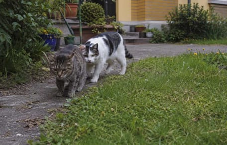 Zwei Freigängerkatzen