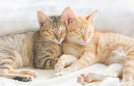 Zwei Katzen