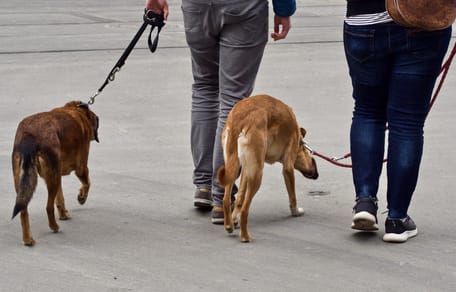 Zwei Spaziergänger mit Hunden