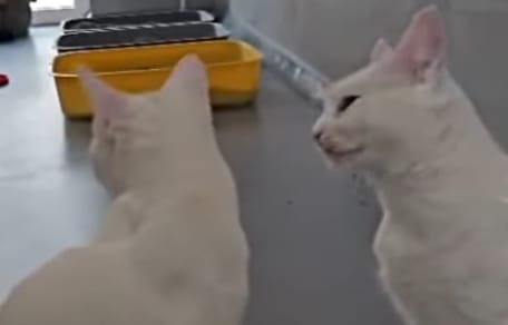 Zwei weiße Tierheim-Katzen