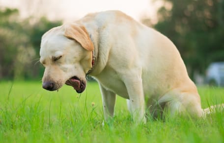 Zwingerhusten beim Hund