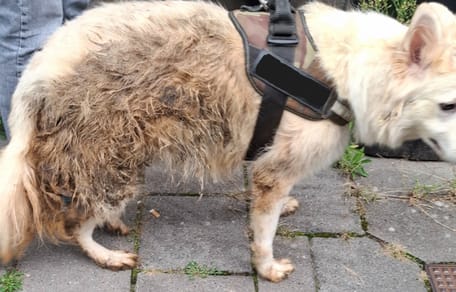Zwitserse herdershond in Zaandam onder erbarmelijke omstandigheden gevonden