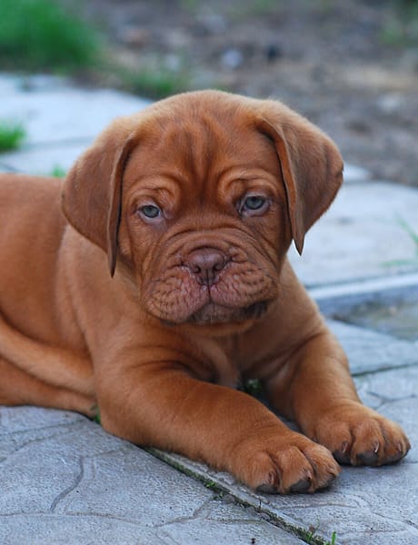 Dogo De Burdeos Todo Lo Que Debes Saber Sobre Esta Raza Dogo De Burdeos Todo Lo Que Debes Saber Sobre Esta Raza