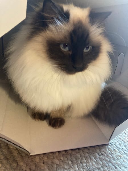 Pitou uit Utrecht