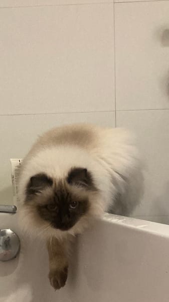 Pitou uit Utrecht