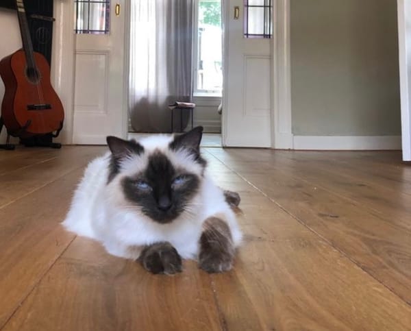 Pitou uit Utrecht