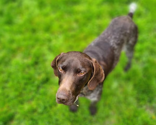 ARGO (réservé) chien mâle adulte à adopter