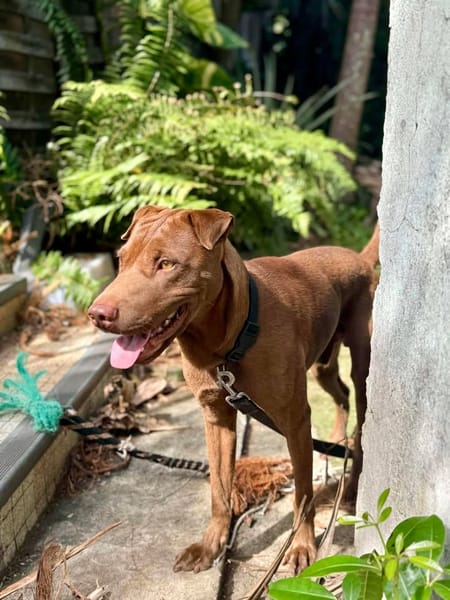 Pollux, mâle croisé shar pei, né le 03/06/2024  🐶